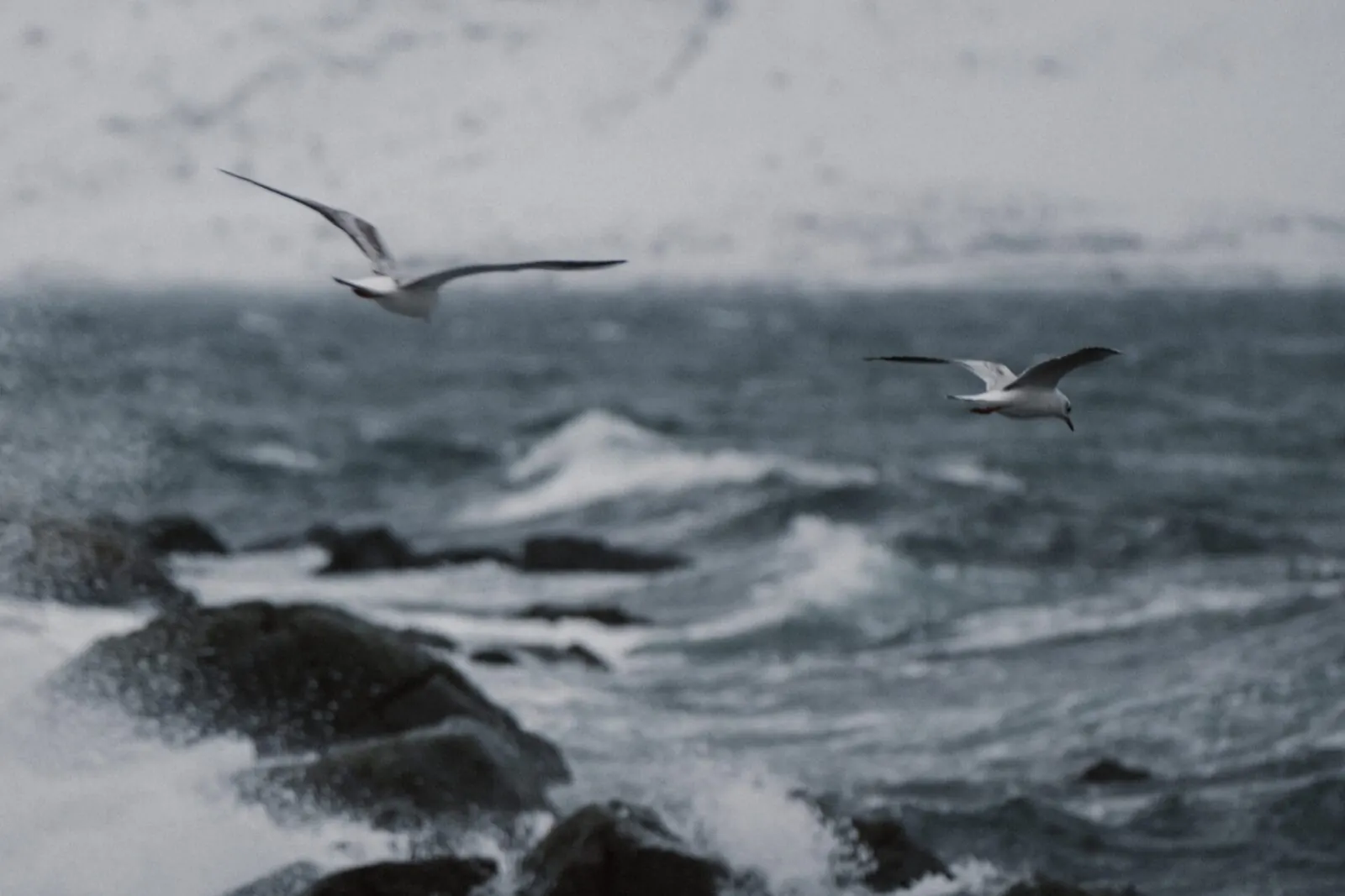 Zwei Möwen fliegen über stürmischer See an einer Felsküste