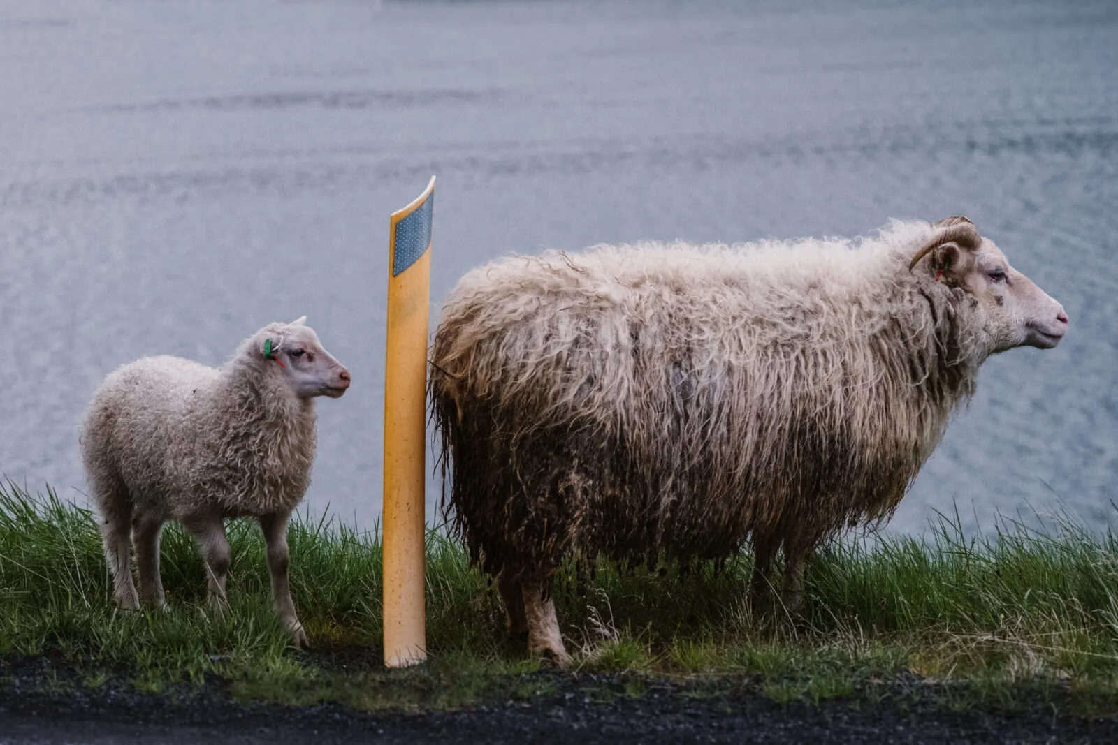 Schaf und Lamm am Strassenrand vor einem Fjord in Island