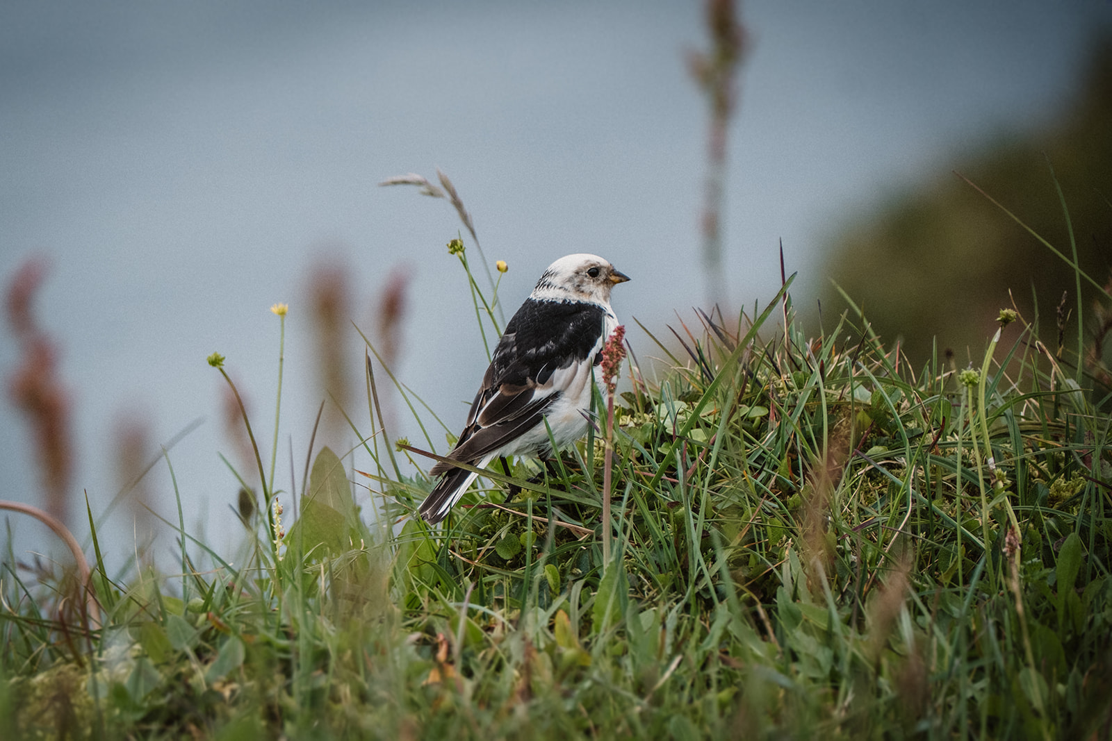 Hornstrandir, Island